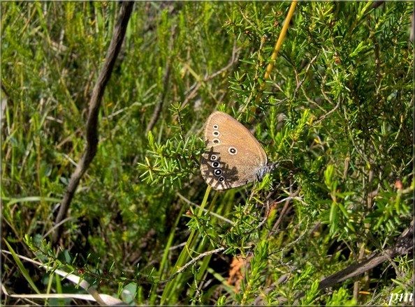 Fadet des Laîches (Coenonympha oedippus)