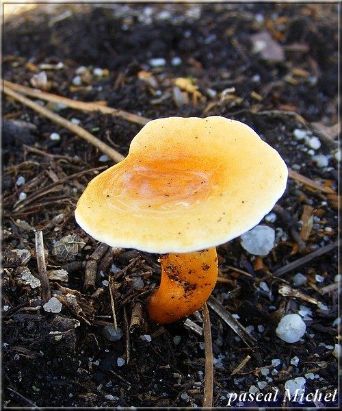 Fausse-girolle (Hygrophoropsis aurantiaca), photo 1 sur 2