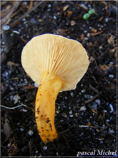 Fausse-girolle (Hygrophoropsis aurantiaca), photo 2 sur 2