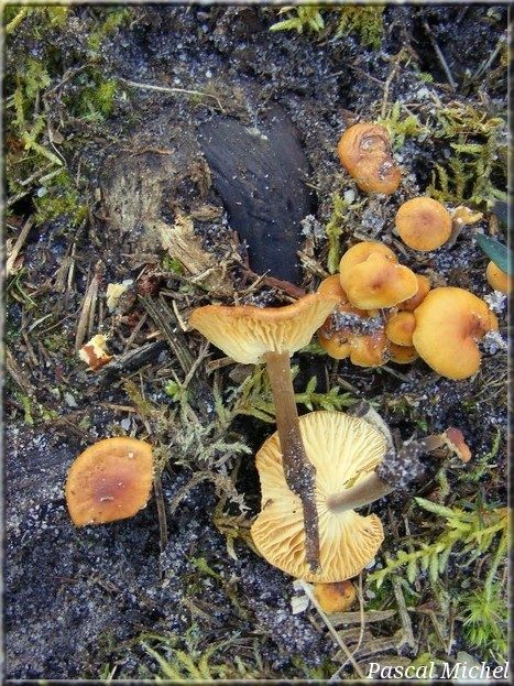 Collybie à pied velouté (Flammulina velutipes)