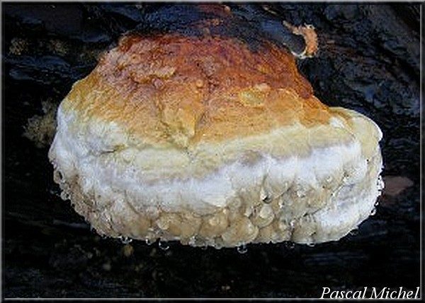 Polypore marginée (Fomitopsis pinicola), photo 2 sur 2