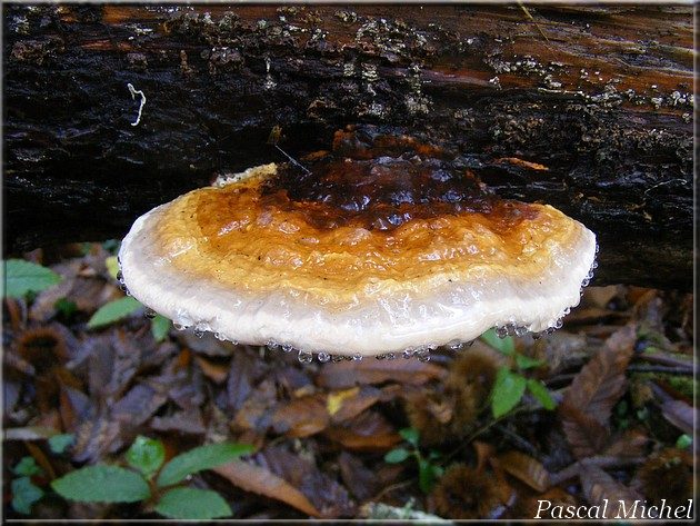 Polypore marginée (Fomitopsis pinicola), photo 1 sur 2