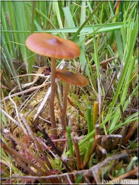 Galerina mairei