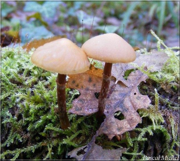 Galère marginée (Galerina marginata)