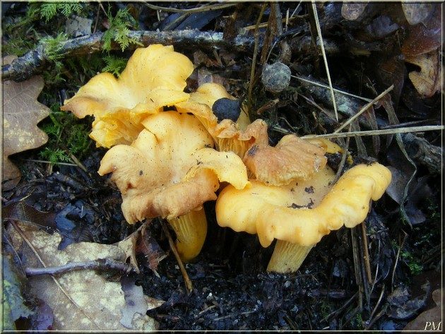 Girolle (Cantharellus cibarius)