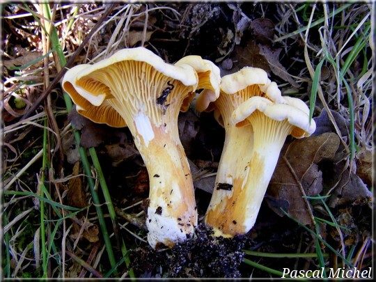 Girolle pruineuse (Cantharellus pallens)