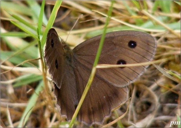 Grand Nègre des bois (Minois dryas), photo 2 sur 2