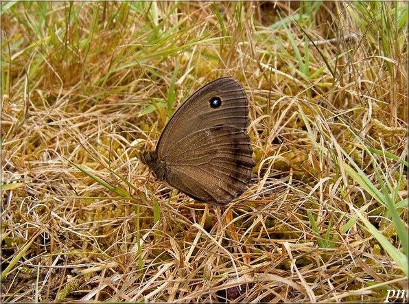 Grand Nègre des bois (Minois dryas), photo 1 sur 2