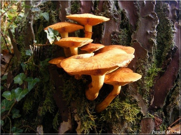 Gymnopile remarquable (Gymnopilus spectabilis), photo 1 sur 2