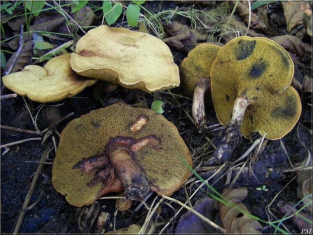 Bolet livide (Gyrodon lividus), photo 1 sur 2
