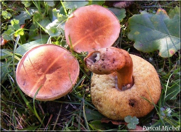 Bolet châtain (Gyroporus castaneus), photo 1 sur 4