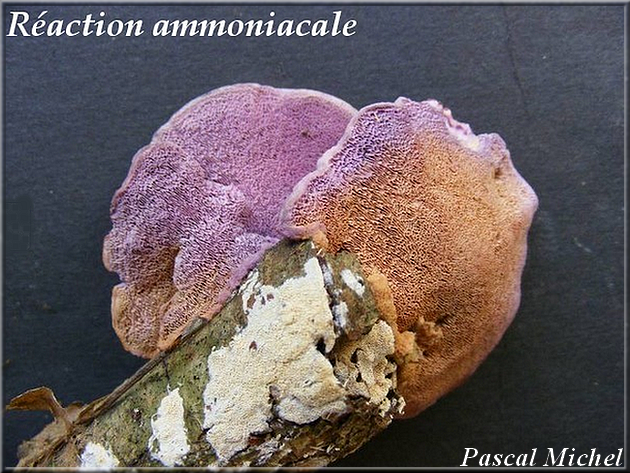 Sur les pores d' (Hapalopilus nidulans)