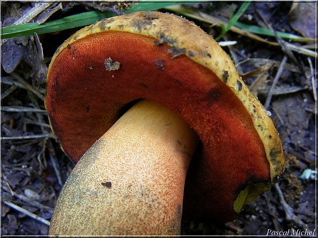 Le très rare (Boletus erythropus), photo 4 sur 4