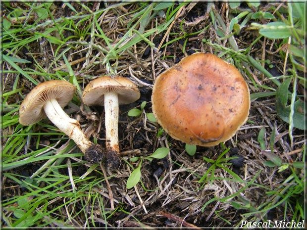 Hébélome des charbonnières (Hebeloma birrus), photo 1 sur 2