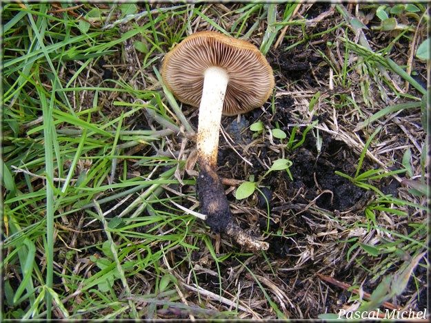 Hébélome des charbonnières (Hebeloma birrus), photo 2 sur 2
