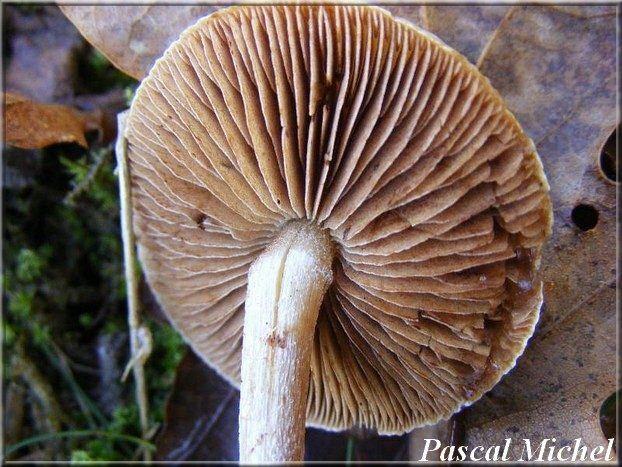 Hébélome à centre sombre (Hebeloma mesophaeum), photo 2 sur 2