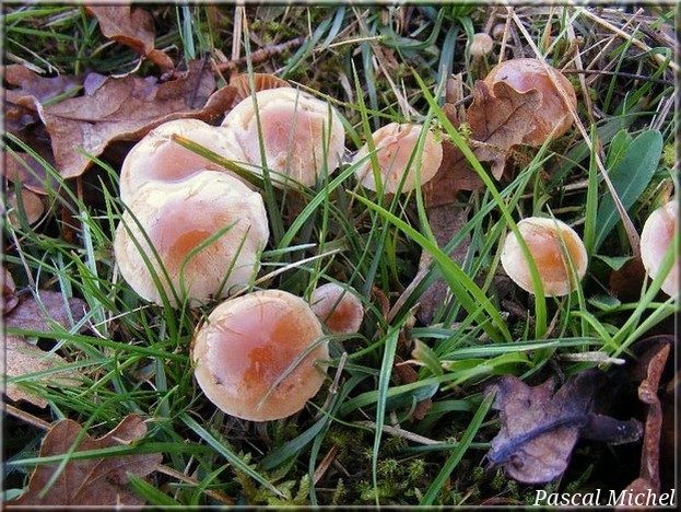 Hébélome à centre sombre (Hebeloma mesophaeum), photo 1 sur 2