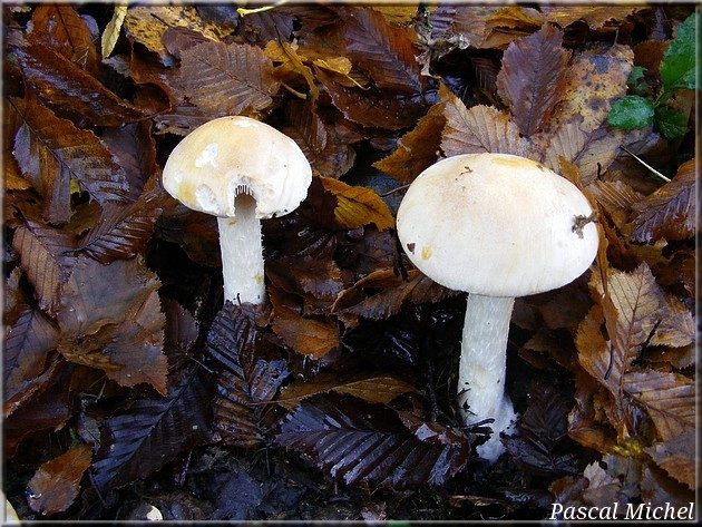 Hébélome échaudé (Hebeloma sinipizans), photo 1 sur 2