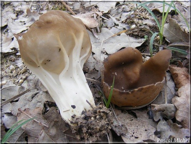 Helvelle en calice (Helvella acetabulum)