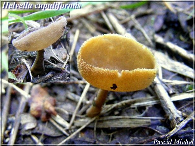 Helvella cupuliformis