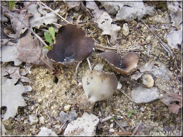 Helvella leucomelaena, photo 2 sur 3