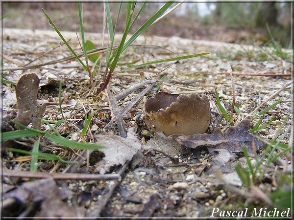 Helvella leucomelaena, photo 1 sur 3