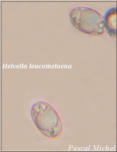 Helvella leucomelaena, photo 3 sur 3