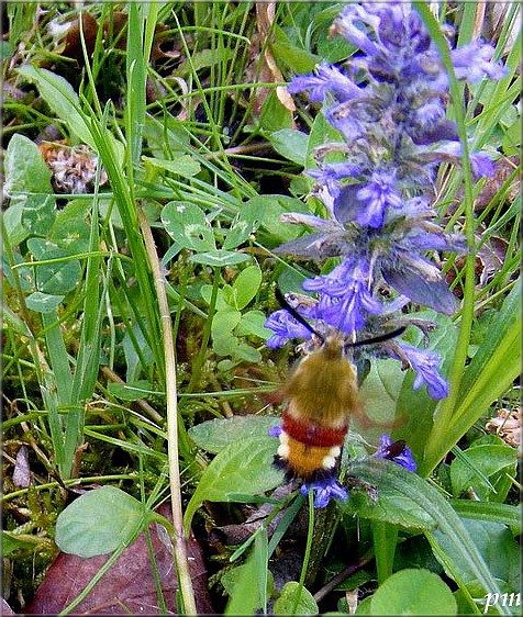 Sphinx gazé (Hemaris fuciformis)