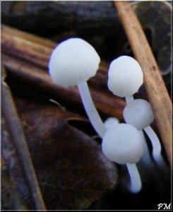 Mycène blanc de lait (Hemimycena lactea)