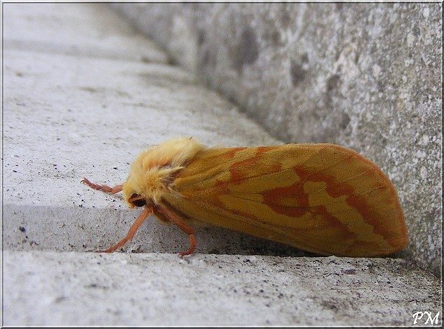 Hépiale du Houblon (Hepialus humuli)