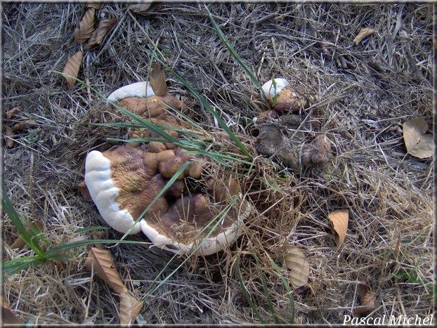 Polypore du rond des pins (Heterobasidion annosum)