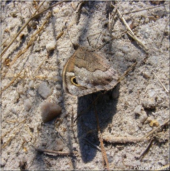 Faune (Hipparchia statilinus), photo 1 sur 2