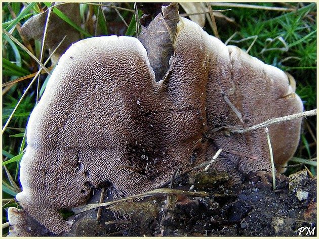 Hydne ferrugineux (Hydnellum ferrugineum), photo 2 sur 2