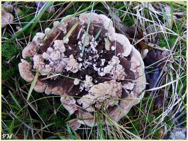 Hydne ferrugineux (Hydnellum ferrugineum), photo 1 sur 2