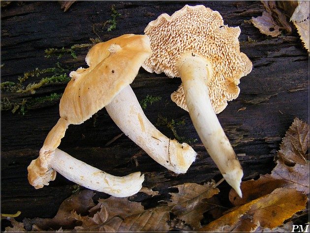 Pied-de-mouton (Hydnum repandum)