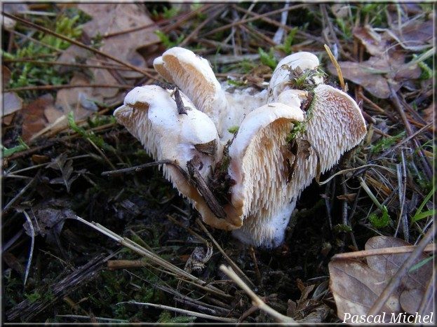 Pied-de-mouton (Hydnum repandum)