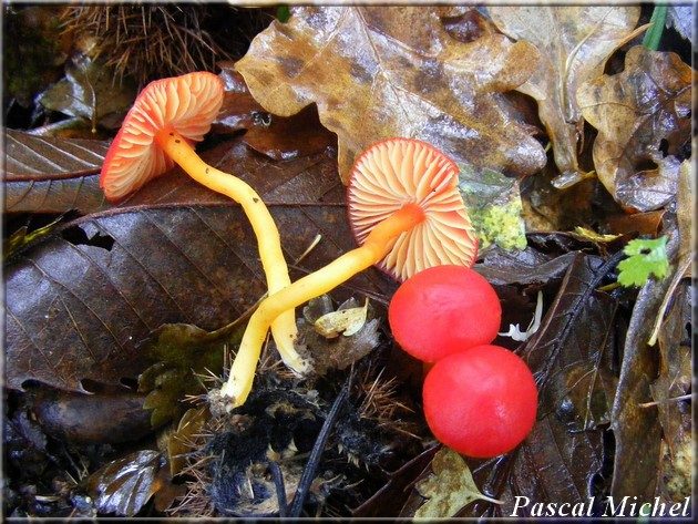 Hygrophore écarlate (Hygrocybe coccinea)