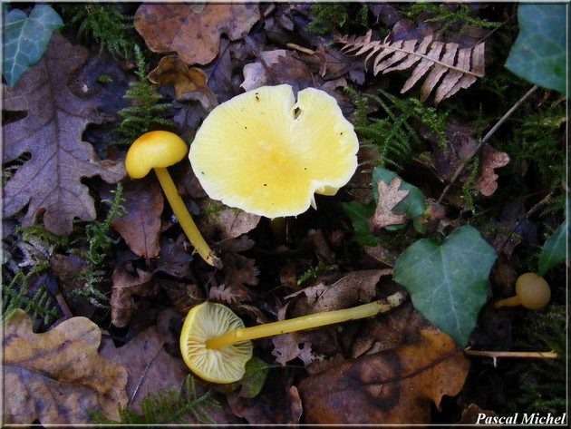 Hygrocybe chlorophana