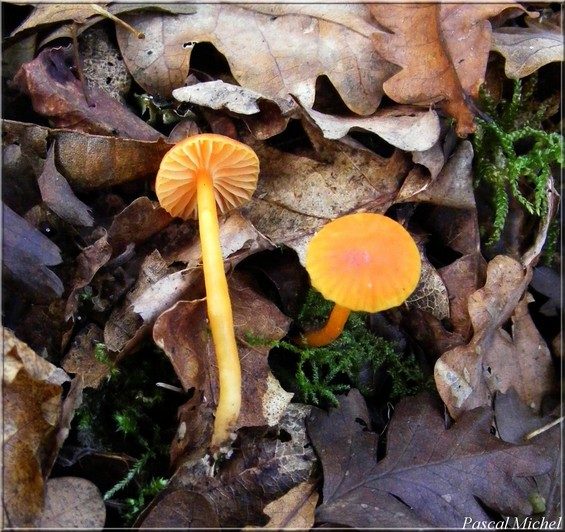 Hygrophore céracé (Hygrocybe ceracea)