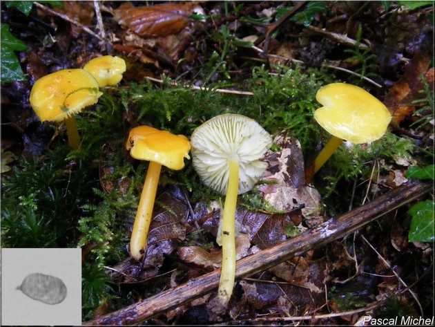 Hygrophore à pied visqueux (Hygrocybe glutinipes)
