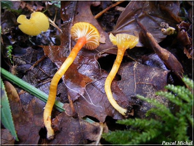 Hygrocybe insipida