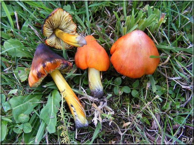 Hygrophore noircissant (Hygrocybe pseudoconica)
