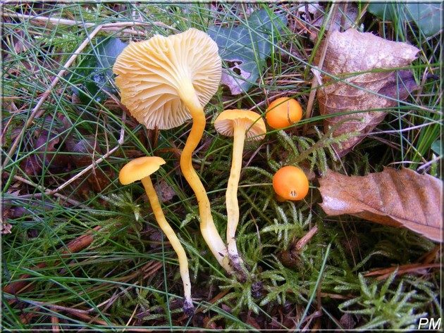 Hygrophore de Reid (Hygrocybe reidii), photo 1 sur 2