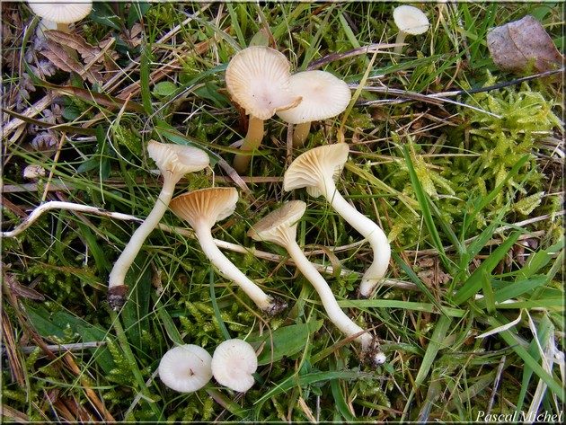 Hygrocybe russocoriacea