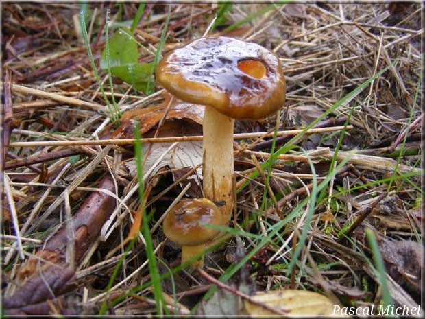Hygrophore à lames jaunes (Hygrophorus hypothejus), photo 2 sur 3