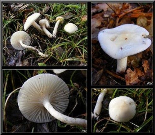 Hygrophore à odeur de Cossus (Hygrophorus cossus)