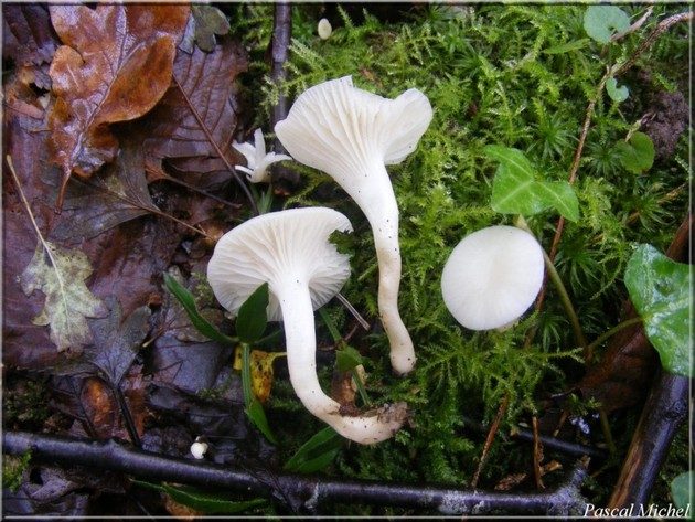 Cuphophyllus virgineus