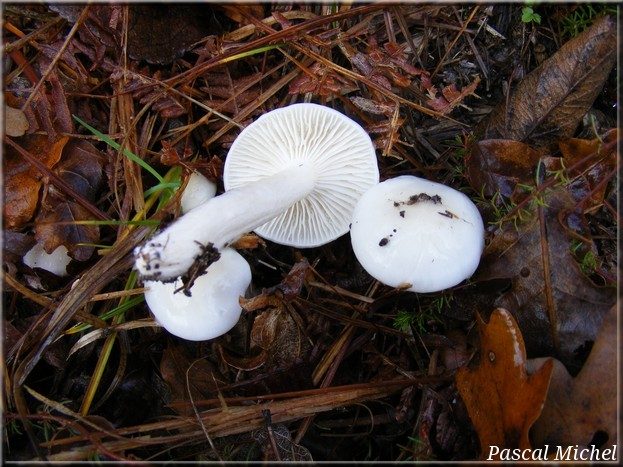 Hygrophore blanc d'ivoire (Hygrophorus eburneus)