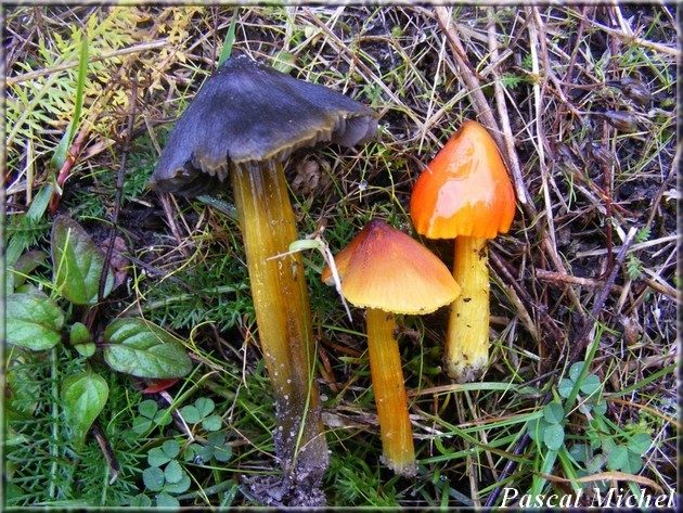 Hygrophore conique (Hygrocybe conica)