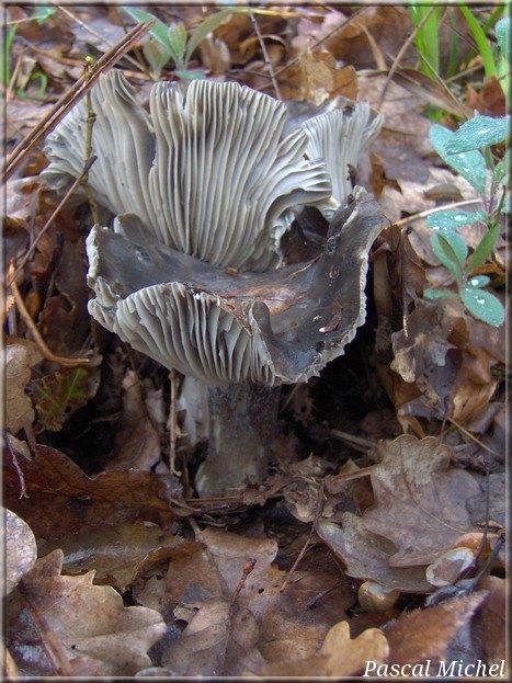 Hygrophore de mars (Hygrophorus marzuolus)